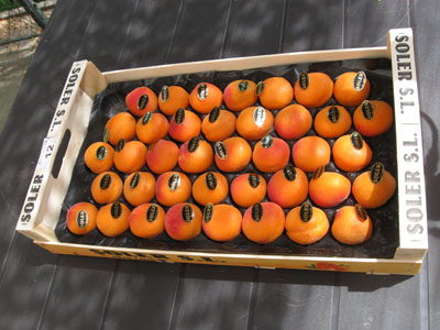 Apricots in Tray.jpg